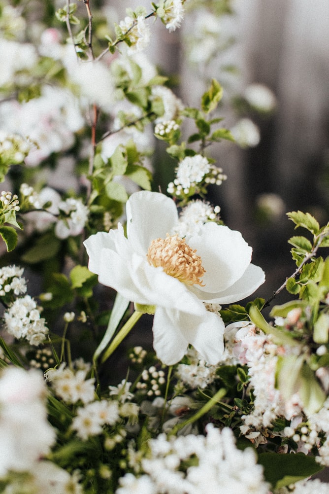 Lucija Ros Photography - unsplash - greens