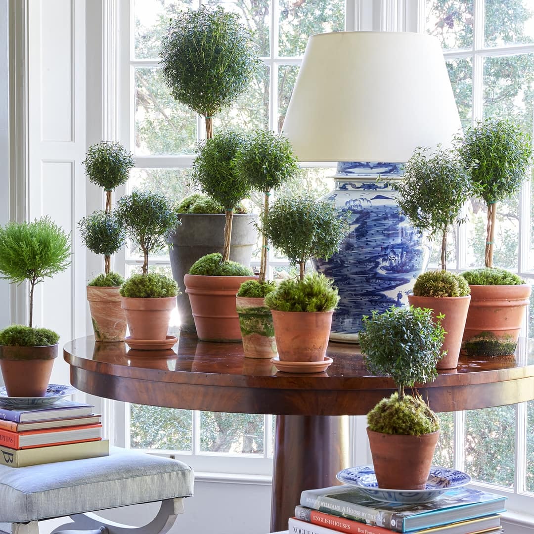 Caroline Gidiere blue and white and green living room with topiaries