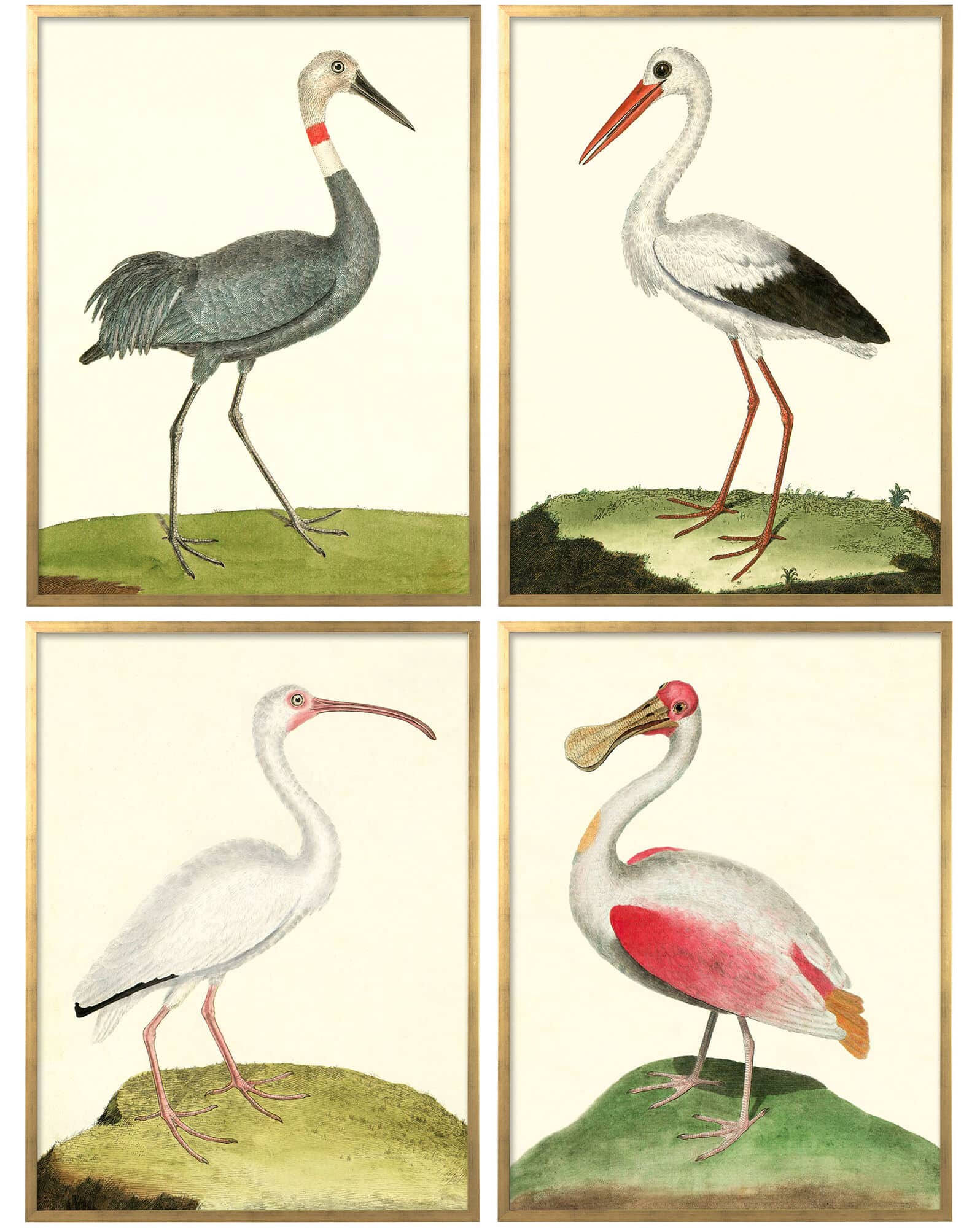 Vintage Bird Art - serena & lily