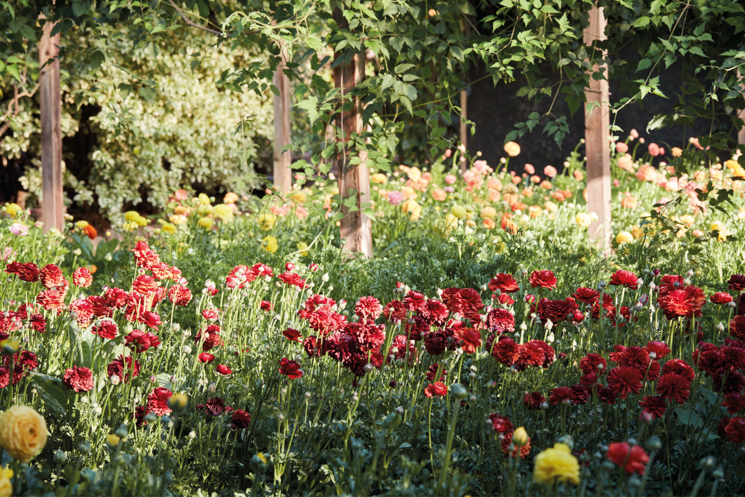 In The Artistry of Flowers, floral designer Gabriela Salazar "teaches us how to look at flowers and understand their characteristics from an artist’s perspective.
